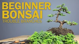 Beginner Bonsai Styling  Choosing Branches to Cut [upl. by Ruphina]