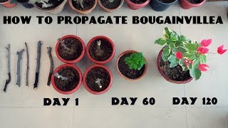 How to Propagate Bougainvillea from Cuttings [upl. by Annat]