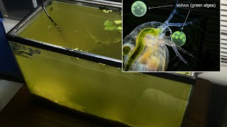 Raising Daphnia for the Freshwater Aquarium [upl. by Gilbertina]