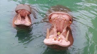 Dallas Zoo Hippos Open Mouths 150 Degrees [upl. by Ahsiek]