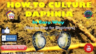 HOW TO CULTURE DAPHNIA In Easy Way [upl. by Korrie]