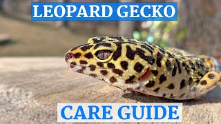 Leopard Gecko InDepth Care Guide [upl. by Ffej]