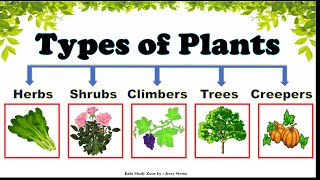 Types of Plants Types of Plants for Kids  Plants around us  Different types of Trees [upl. by Bertine]